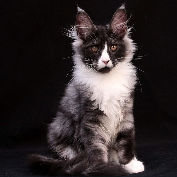 Giant Maine Coon kitten