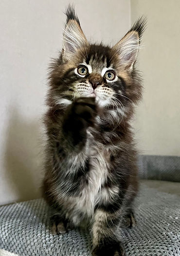 Giant Maine Coon kitten