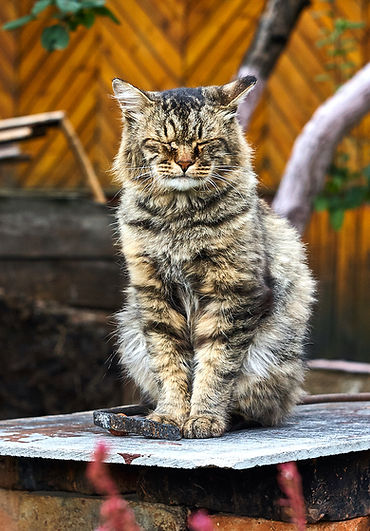 Adult Giant Maine Coon cat