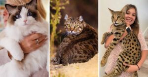 A collection of large cat breeds, showcasing their distinctive sizes, colors, fur patterns, and physical features.
