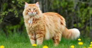 Big house cats sitting and relaxing indoors