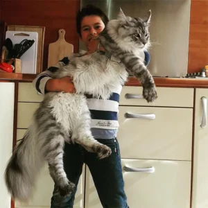 A large cat standing upright, showing its size, fluffy fur, and distinctive features.