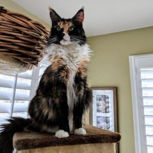 A female Maine Coon cat with long, fluffy fur and a bushy tail, sitting calmly and looking toward the camera. 