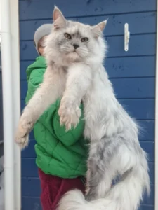 Maine Coon cat sitting indoors with text asking, “How much does a Maine Coon cat cost?”