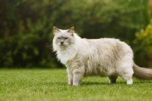 Large domestic cat breeds, including several big-bodied cats with varied coat colors and patterns