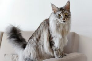 A large domestic cat, representing one of the world’s largest cat breeds.