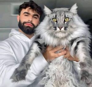 A large domestic cat, such as a Maine Coon, with long fur and a sturdy body, standing indoors.