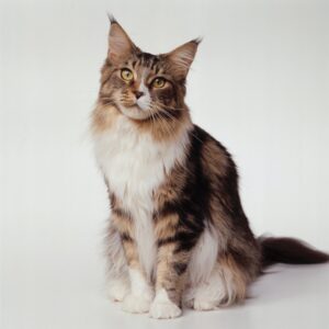 Maine Coon kittens available near me, featuring fluffy coats, playful personalities, and adorable faces.