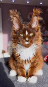 Learn about Maine Coon cat prices, including factors such as age, pedigree, coat color, breeder reputation, and location that can affect the cost of these large, friendly, and distinctive cats.
