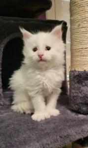 Maine Coon kittens price guide featuring adorable fluffy Maine Coon kittens and their estimated costs.