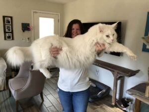 Maine Coon cat shown to illustrate its large size, with a long body, fluffy coat, and distinctive tufted ears.