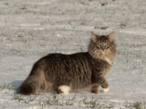 A massive cat with a large, muscular body, thick fur, and a fluffy tail, showcasing the size and distinctive features of giant cat breeds.