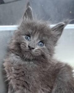 A cute cat available for sale at a pet shop or from a trusted breeder. If you're wondering **where can I buy a cat**, explore local pet shops, cat breeders, and animal shelters to find the perfect feline companion.