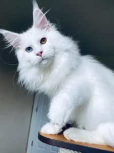 A white Maine Coon cat with long, fluffy fur, tufted ears, and a bushy tail. 