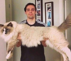 A large, fluffy cat with a bold alternative aesthetic, featuring dark fur, striking eyes, a confident expression, and a slightly mysterious, edgy personality. Its oversized build gives it a powerful yet adorable appearance, making it stand out with a unique gothic/emo-inspired vibe.