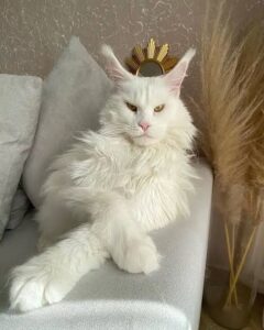 A very large Maine Coon cat with long, fluffy fur, a bushy tail, and prominent ear tufts, showcasing the impressive size of the breed.