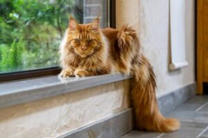 Maine Coon breeders with a selection of healthy Maine Coon cats and kittens, showcasing the breed’s distinctive long fur, large size, and tufted ears.