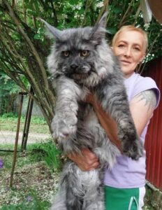 Maine Coon cat with long, fluffy fur, large tufted ears, and a majestic appearance; Maine Coon cat prices vary by breeder, pedigree, and location.