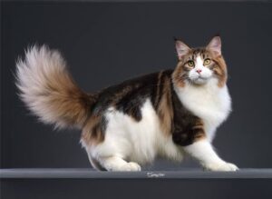 A Maine Coon cat sitting indoors, with text asking, “How much is a Maine Coon cat?