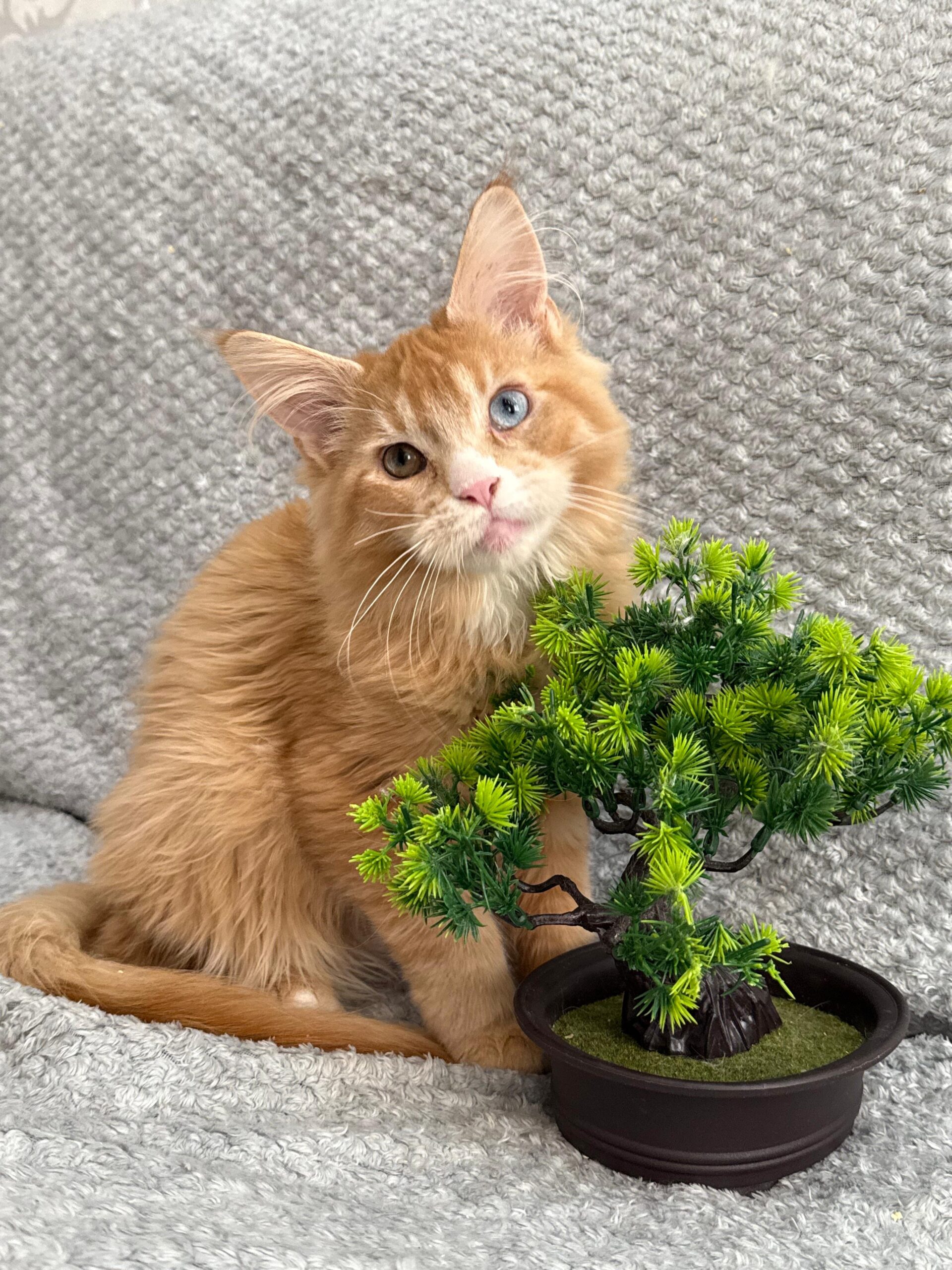 Maine Coon lifespan and average life expectancy of the breed