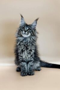 Cats that are for sale, featuring adorable kittens and adult cats available for adoption or purchase.