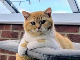 Cats for Sale Cheap Near Me – adorable cats with different coat colors and patterns available from local sellers at affordable prices. 