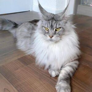 Cats for sale in Singapore, featuring adorable kittens and cats of various breeds, colors, and sizes looking for loving homes.