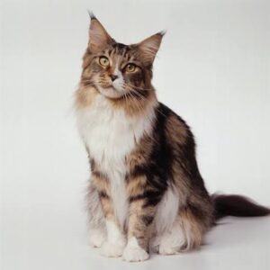 Here’s a natural, SEO-friendly alt text: **“Maine Coon cats available for adoption near me, including friendly and healthy kittens and adult cats looking for loving homes. 