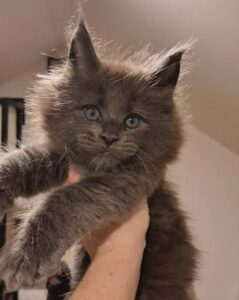 Maine Coon breeders near me, offering Maine Coon kittens and cats for adoption or purchase.