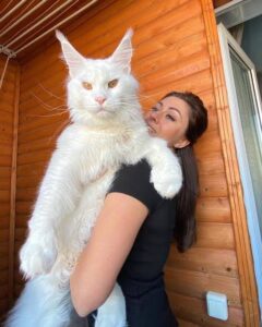 Maine Coon Cat Pictures featuring a large, fluffy Maine Coon cat with tufted ears and a gentle expression.