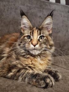 Maine Coon Cat Rescue helping a fluffy Maine Coon cat find a safe and loving home.