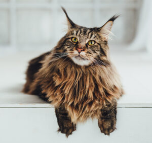 Maine Coon cats for sale California, showcasing their luxurious fluffy coats, tufted ears, bushy tails, and gentle, friendly personalities.