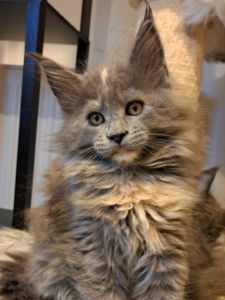 Maine Coon Cats for Sale Cheap – beautiful fluffy Maine Coon cat sitting indoors, showcasing its long fur and distinctive appearance.