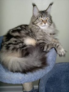 Maine Coon cats for sale in Michigan, featuring beautiful, fluffy coats, tufted ears, long tails, and friendly personalities.