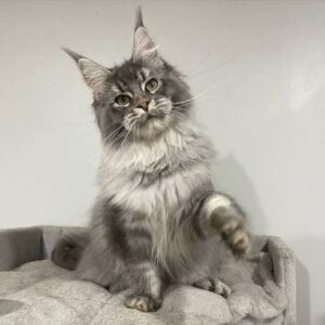 Maine Coon cats for sale in Missouri, featuring large, fluffy bodies, tufted ears, long bushy tails, and affectionate personalities.