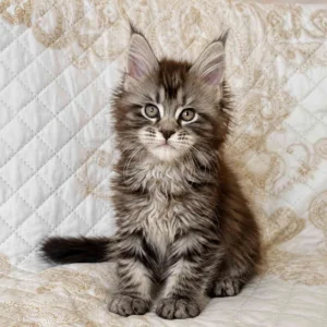 Maine Coon kittens near me for sale, featuring adorable, fluffy kittens with long, silky fur, tufted ears, bushy tails, and beautiful eyes. Discover healthy, playful, and affectionate Maine Coon kittens looking for loving forever homes near you. 
