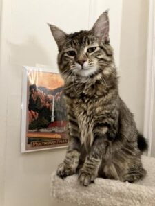 Here’s a natural, human-sounding alt text: **Maine Coon and Tabby mix cat with a fluffy coat and distinctive tabby markings, sitting and looking calmly at the camera.** 