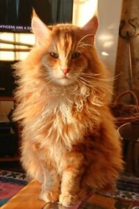 Maine Coon breed price in the USA, featuring a large, fluffy Maine Coon cat with tufted ears, a long bushy tail, and a thick, luxurious coat. The cost of a Maine Coon kitten varies depending on its pedigree, coat color, age, and breeder.
