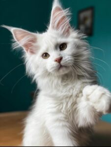 Maine Coon cat price in the USA, featuring a large, fluffy Maine Coon cat with tufted ears, a bushy tail, and a luxurious coat. The average Maine Coon kitten price ranges from $800 to $2,500 from reputable breeders, depending on coat color, pedigree, and breeder reputation.