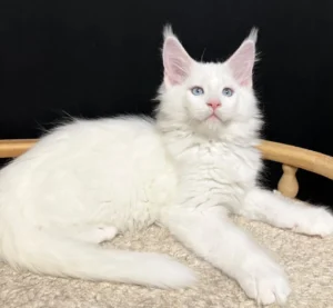 A fluffy white Maine Coon cat with long fur, a bushy tail, and distinctive tufted ears. 
