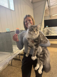 Here’s a more natural, human-sounding version: **“A large Maine Coon cat showcasing its impressive size and weight. 