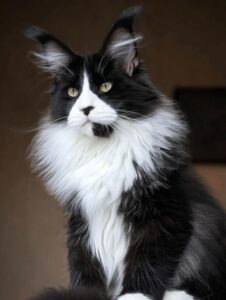 Price of a Maine Coon cat in the USA, showing a large, fluffy Maine Coon with tufted ears, a bushy tail, and a thick coat. Maine Coon kittens typically cost between $800 and $2,500 from reputable breeders, depending on pedigree, coat color, and breeder reputation.